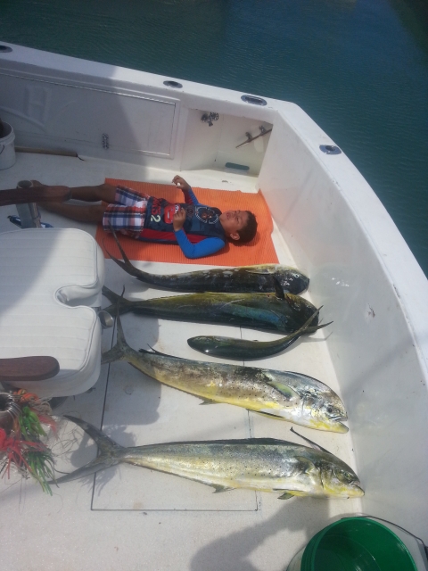 Caribbean fish 